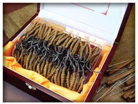 江川冬虫夏草回收